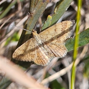 Scopula rubraria (Reddish Wave, Plantain Moth) at Bombay, NSW - 28 Sep 2025 by MatthewFrawley