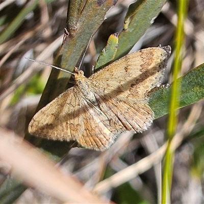Scopula rubraria (Reddish Wave, Plantain Moth) at Bombay, NSW - 28 Sep 2025 by MatthewFrawley