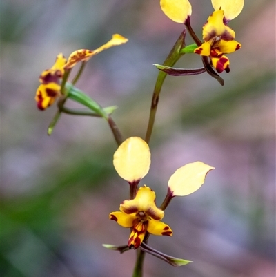 Diuris pardina (Leopard Doubletail) at Penrose, NSW - 28 Sep 2025 by Aussiegall