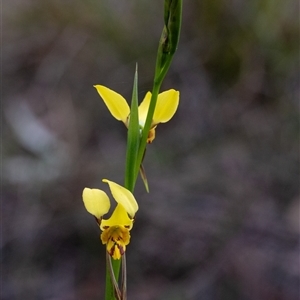 Diuris sulphurea (Tiger Orchid) at Penrose, NSW - 28 Sep 2025 by Aussiegall
