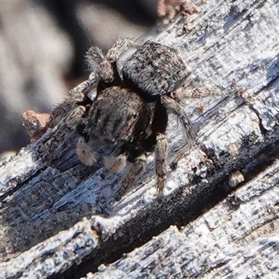 Maratus vespertilio (Bat-like peacock spider) at Hall, ACT - 27 Sep 2025 by Anna123
