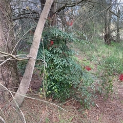 Nandina domestica (Sacred Bamboo) at Nicholls, ACT - 24 Sep 2025 by Rosie
