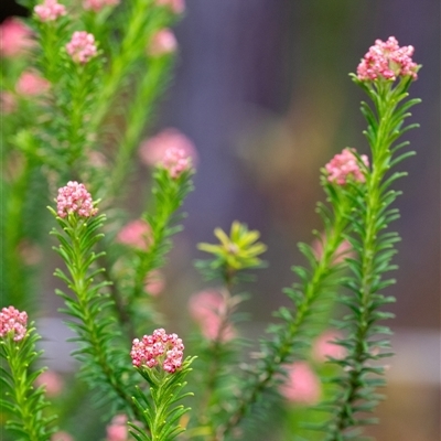 Ozothamnus diosmifolius at Penrose, NSW - 28 Sep 2025 by Aussiegall