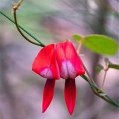 Kennedia rubicunda (Dusky Coral Pea) at Penrose, NSW - 28 Sep 2025 by Aussiegall