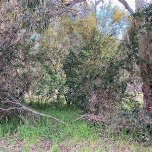 Passiflora caerulea (Blue Passionflower) at Ngunnawal, ACT - 24 Sep 2025 by Rosie