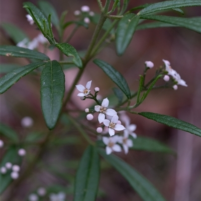 Zieria smithii (Sandfly Zieria) at  - suppressed by Aussiegall