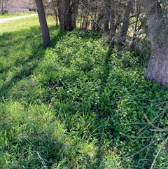 Vinca major (Blue Periwinkle) at Nicholls, ACT - 17 Sep 2025 by Rosie