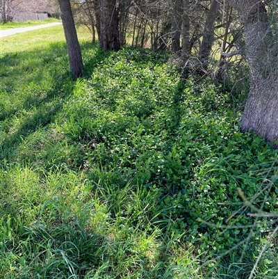 Vinca major (Blue Periwinkle) at Nicholls, ACT - 17 Sep 2025 by Rosie