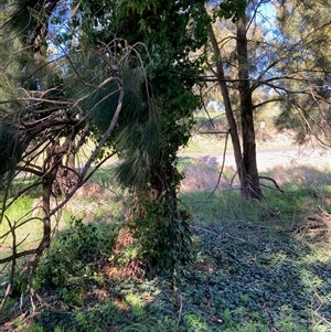 Hedera sp. at Nicholls, ACT - 17 Sep 2025 by Rosie