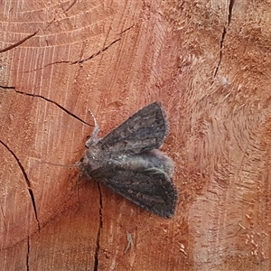Dasygaster padockina (Tasmanian Cutworm) by Aussiegall