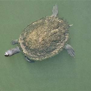 Emydura sp. (Short-necked Turtle) at Benowa, QLD - 24 Sep 2025 by KazB
