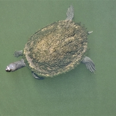 Emydura sp. (Short-necked Turtle) at Benowa, QLD - 24 Sep 2025 by KazB