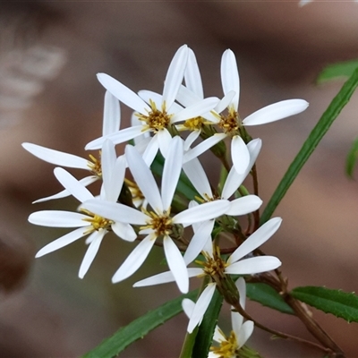 Olearia erubescens (Silky Daisybush) at Moruya, NSW - 28 Sep 2025 by LisaH