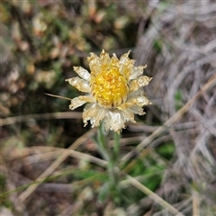 Coronidium scorpioides (Button Everlasting) at Bombay, NSW - 28 Sep 2025 by MatthewFrawley