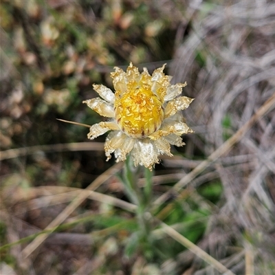 Coronidium scorpioides (Button Everlasting) at Bombay, NSW - 28 Sep 2025 by MatthewFrawley