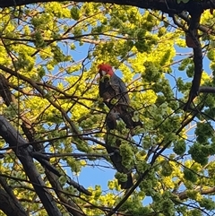 Callocephalon fimbriatum (Gang-gang Cockatoo) at Parkes, ACT - 28 Sep 2025 by WalkYonder
