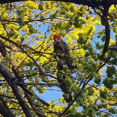 Callocephalon fimbriatum (Gang-gang Cockatoo) at Parkes, ACT - 28 Sep 2025 by WalkYonder