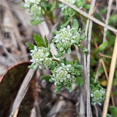 Poranthera microphylla (Small Poranthera) at Bombay, NSW - 28 Sep 2025 by MatthewFrawley