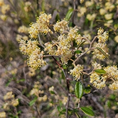 Pomaderris andromedifolia subsp. andromedifolia (Andromeda Pomaderris) at Bombay, NSW - 28 Sep 2025 by MatthewFrawley