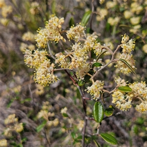 Pomaderris andromedifolia subsp. andromedifolia (Andromeda Pomaderris) at Bombay, NSW - 28 Sep 2025 by MatthewFrawley