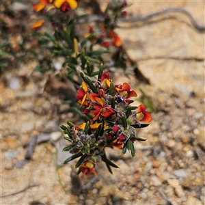 Mirbelia pungens (Prickly Mirbelia) at Bombay, NSW - 28 Sep 2025 by MatthewFrawley
