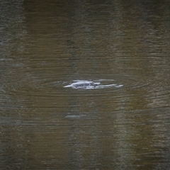 Ornithorhynchus anatinus (Platypus) at Wilsons Valley, NSW - 28 Sep 2025 by trevsci