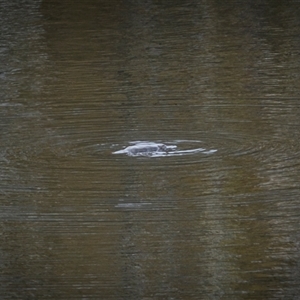 Ornithorhynchus anatinus (Platypus) at Wilsons Valley, NSW - 28 Sep 2025 by trevsci