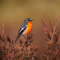 Petroica phoenicea (Flame Robin) at Wilsons Valley, NSW - 28 Sep 2025 by trevsci
