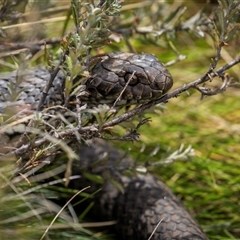 Austrelaps ramsayi (Highlands Copperhead) at Wilsons Valley, NSW - 28 Sep 2025 by trevsci