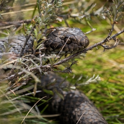 Austrelaps ramsayi (Highlands Copperhead) at Wilsons Valley, NSW - 28 Sep 2025 by trevsci