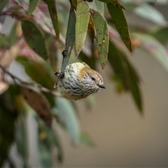 Acanthiza lineata (Striated Thornbill) at Wilsons Valley, NSW - 28 Sep 2025 by trevsci