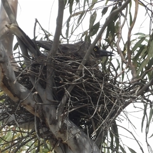 Strepera versicolor (Grey Currawong) by MatthewFrawley