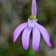 Caladenia catenata (White Fingers) at Moruya, NSW - 28 Sep 2025 by LisaH