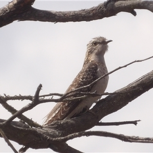 Heteroscenes pallidus (Pallid Cuckoo) at Bombay, NSW - 28 Sep 2025 by MatthewFrawley