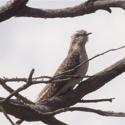 Heteroscenes pallidus (Pallid Cuckoo) at Bombay, NSW - 28 Sep 2025 by MatthewFrawley