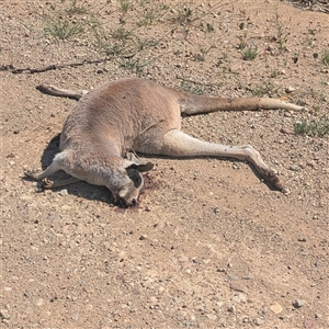 Osphranter rufus at Bohena Creek, NSW - 28 Sep 2025 by HelenCross