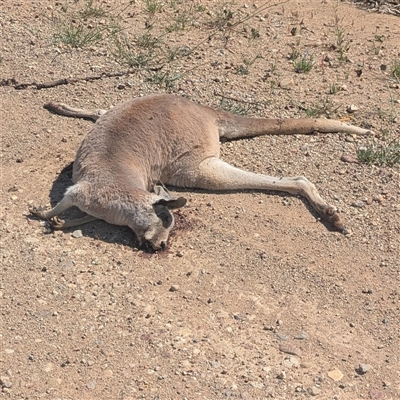 Osphranter rufus at Bohena Creek, NSW - 28 Sep 2025 by HelenCross