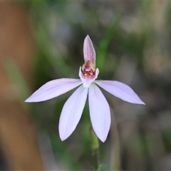 Caladenia carnea by LisaH