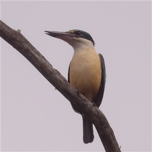 Todiramphus sanctus (Sacred Kingfisher) at Bombay, NSW - 28 Sep 2025 by MatthewFrawley