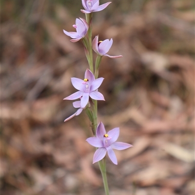 Thelymitra malvina (Mauve-tuft Sun-orchid) at Huskisson, NSW - 27 Sep 2025 by Clarel