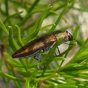 Melobasis propinqua (Propinqua jewel beetle) at The Pilliga, NSW - 28 Sep 2025 by HelenCross