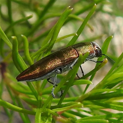Melobasis propinqua (Propinqua jewel beetle) at The Pilliga, NSW - 28 Sep 2025 by HelenCross