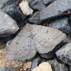 Taxeotis reserata (A Geometer moth) by LisaH
