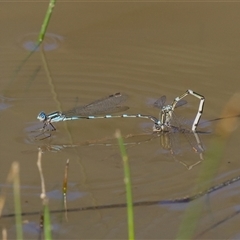 Austrolestes leda (Wandering Ringtail) at Aranda, ACT - 27 Sep 2025 by Rheardy