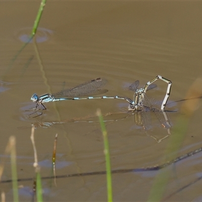 Austrolestes leda (Wandering Ringtail) at Aranda, ACT - 27 Sep 2025 by Rheardy