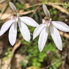 Caladenia carnea (Pink Fingers) at Huskisson, NSW - 27 Sep 2025 by Clarel