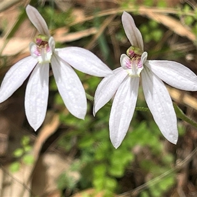 Caladenia carnea (Pink Fingers) at Huskisson, NSW - 27 Sep 2025 by Clarel