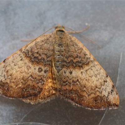 Chrysolarentia mecynata (Mecynata Carpet Moth) at Moruya, NSW - 28 Sep 2025 by LisaH