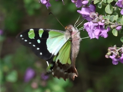 Graphium macleayanum (Macleay's Swallowtail) at Acton, ACT - 28 Sep 2025 by ChrisChapman