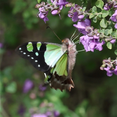 Graphium macleayanum (Macleay's Swallowtail) at Acton, ACT - 28 Sep 2025 by ChrisChapman